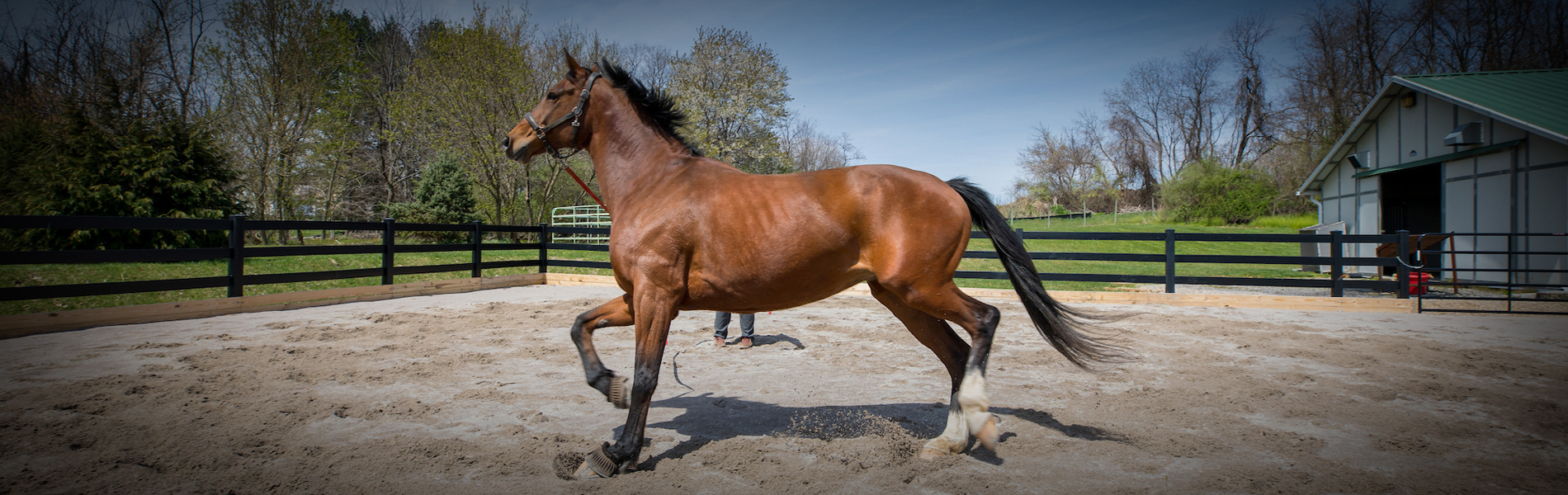 Equine lameness